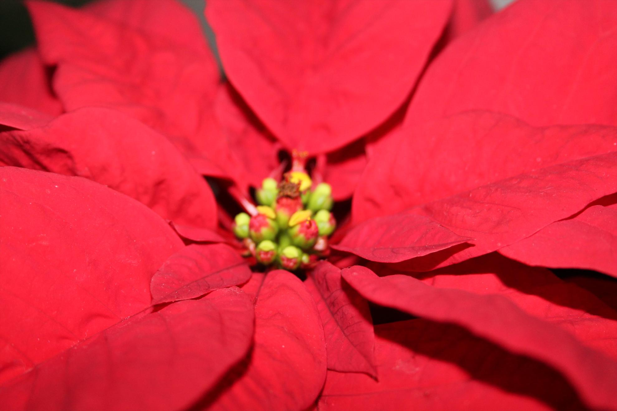 My new passion...1 - 1-12.JPG